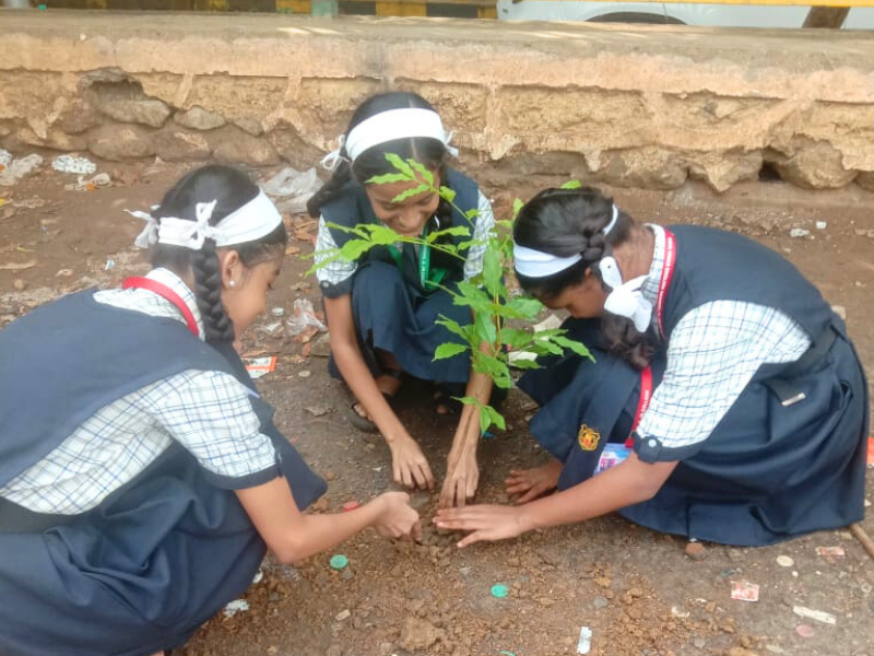 Tree plantation (2)