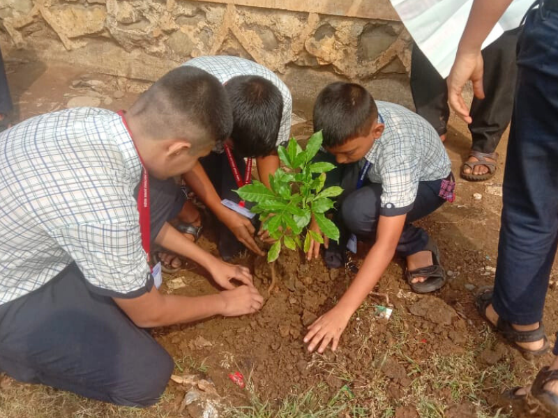 Tree plantation (3)
