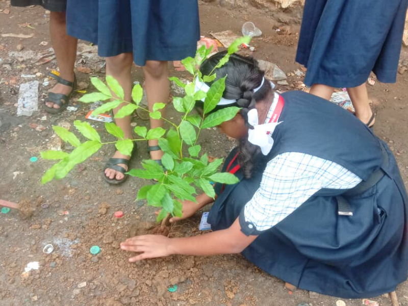 Tree plantation (5)